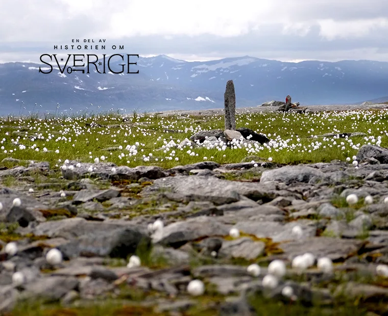 Foto på fjälllandskap med bergstoppar i bakgrunden och gräs och stenar i förgrunden.