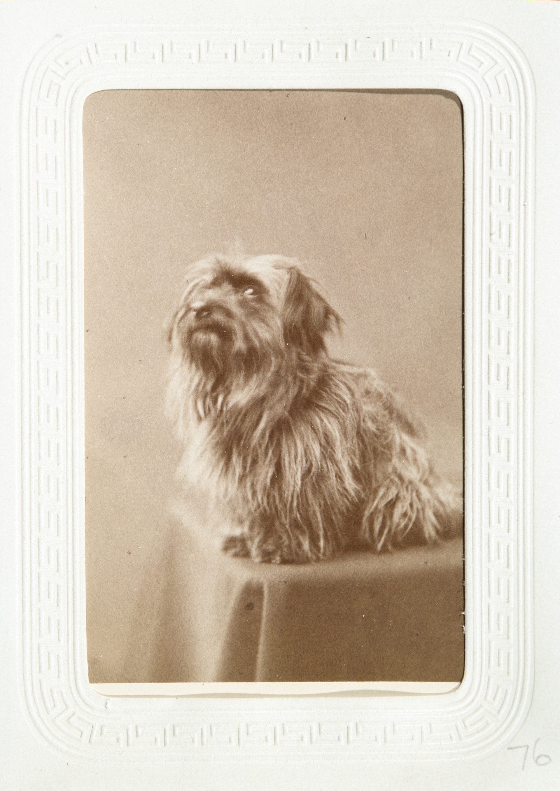 Ett gammalt foto av en hund som tittar ilsket mot kameran.