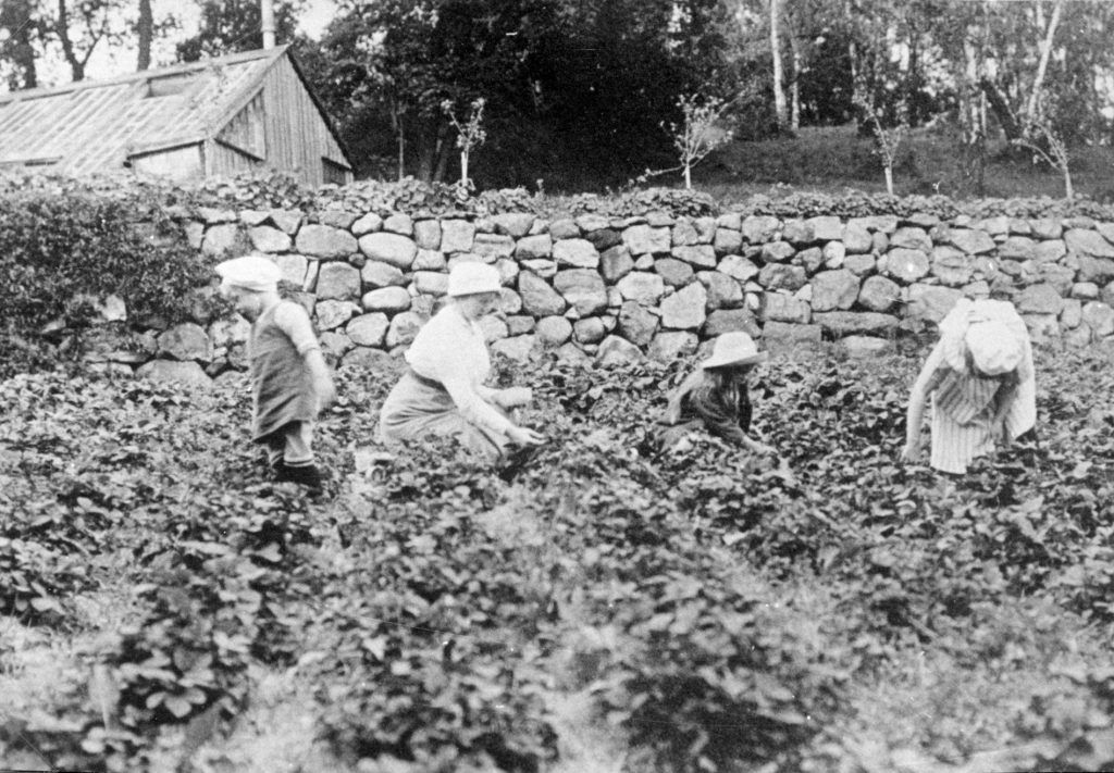 Svartvitt foto av barn som plockar jordgubbar i en stor odling.