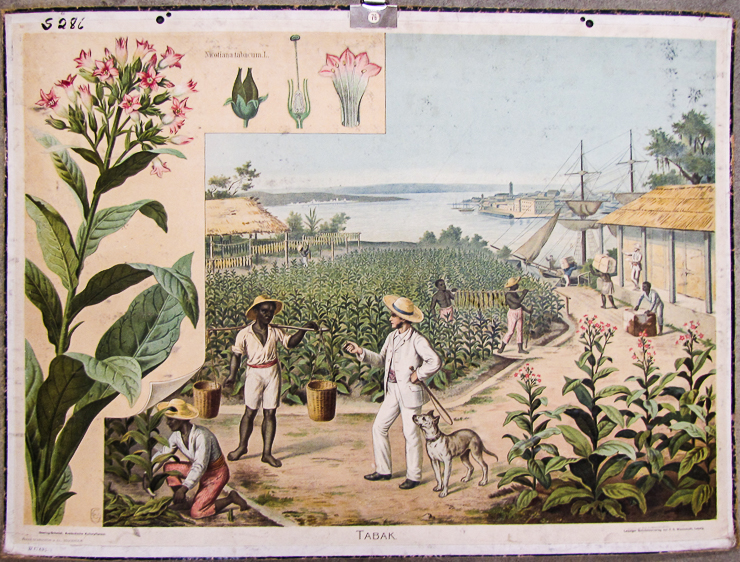 En tecknad plansch som föreställer en tobaksplantage. Svarta människor arbetar. En vit man med piska övervakar dem.